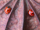 coccinellidae/16041651.htm