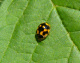 coccinellidae/propylea_quatuordecimpunctata.htm