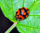 coccinellidae/20110617_1123.htm