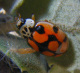 coccinellidae/20130418_1212.htm