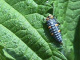 coccinellidae/2305a01f.htm