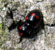 coccinellidae/26032006_9231.htm