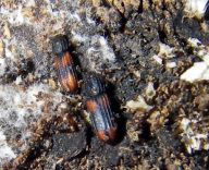 Colydiidae - Rindenkäfer