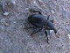 curculionidae/13041259.htm