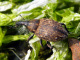 curculionidae/15062005_2785.htm