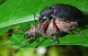curculionidae/18062005_2979.htm