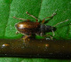 curculionidae/20050506_1442.htm