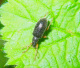 curculionidae/phyllobius_oblongus.htm