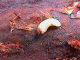 curculionidae/2602b02f.htm