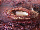 curculionidae/2602b05f.htm