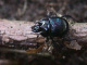 geotrupidae/1710a08f.htm