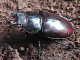 lucanidae/22062027.htm