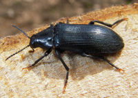 Melandryidae - Düsterkäfer