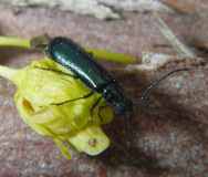 Melyridae - Wollhaarkäfer