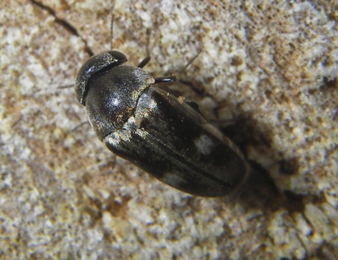 Tomoxia bucephala, Stachelkäfer - 12.07.2005 Denzlingen, verwildertes Grundstück