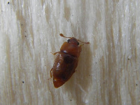 Nitidulidae - Glanzkäfer