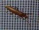 oedemeridae/20110603_2004.htm