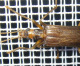 oedemeridae/20110603_2004k.htm