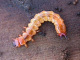 pyrochroidae/1710b18f.htm