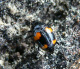 scaphidiidae/02032007_1503.htm