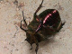 scarabaeidae/1305_01f.htm
