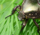 scarabaeidae/14051158.htm