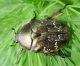 scarabaeidae/14051200.htm