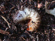scarabaeidae/1710a18f.htm
