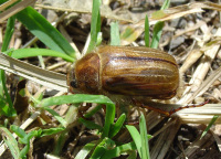 Scarabaeidae - Blatthornkäfer