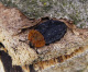 silphidae/oeceoptoma_thoracium.htm