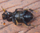 silphidae/necrophorus_humator_u.htm