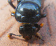 silphidae/necrophorus_humator_kopf.htm