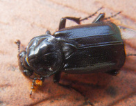 Silphidae - Aaskäfer