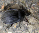 silphidae/28042006_1327.htm