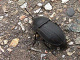 silphidae/29041648.htm