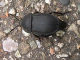 silphidae/29041650.htm