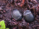 silphidae/3110a11q.htm