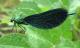 htm/calopteryx.htm