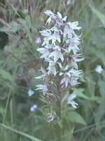 Dactylorhiza maculata | Geflecktes Knabenkraut | 25.07.1999 | Vogesen