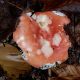 htm/russula_mairei_oberseite.htm