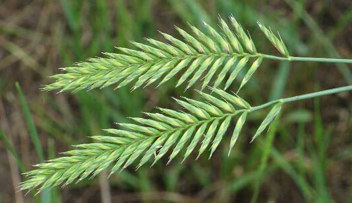 Image of Agropyron cristatum, Crested Wheatgrass