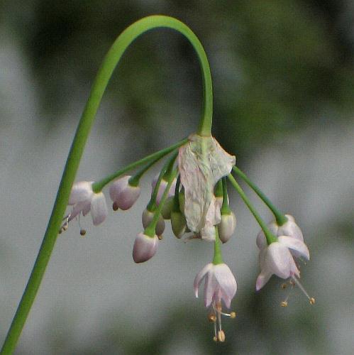 Image of Allium cernuum, Nodding Onion