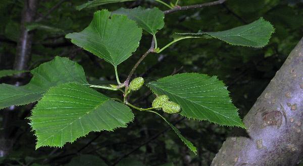 Image of Alnus viridis ssp. sinuata, Sitka Alder