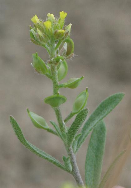 Image of Alyssum desertorum, Desert Alyssum