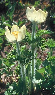 Image of Anemone occidentalis, Mountain Pasqueflower