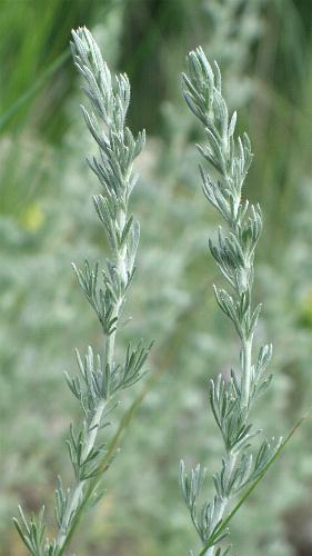 Image of Artemisia frigida, Prairie Sagewort