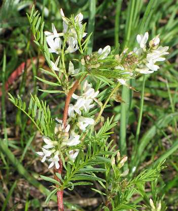 Image of Astragalus tenellus(?), Looseflower Milk-vetch(?)