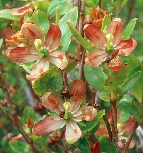 Image of Elliottia pyroliflora, Copper Bush