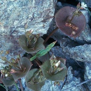 Image of Claytonia perfoliata(?), Miner's Lettuce(?)