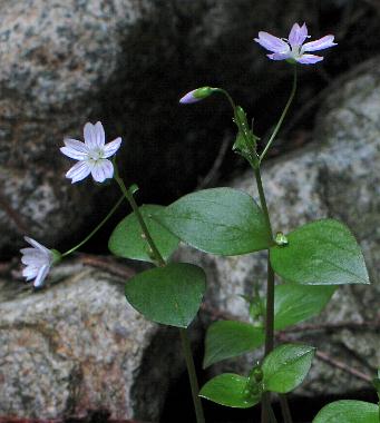 Image of Claytonia sibirica, Candyflower